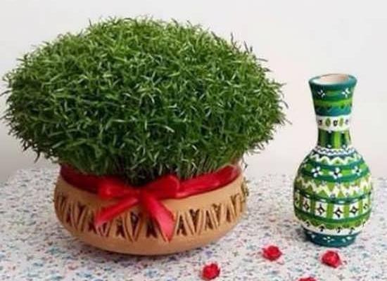 عکس سبزه عید نوروز ماش