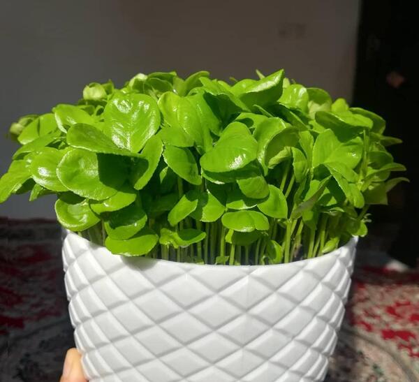 عکس سبزه عید نوروز ماش