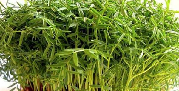 عکس سبزه عید نوروز ماش