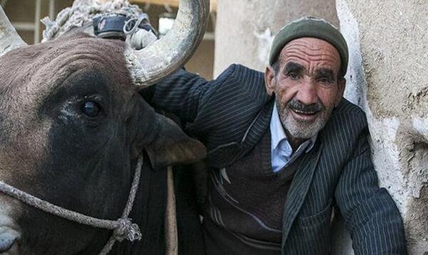 عکس گاو ورزا