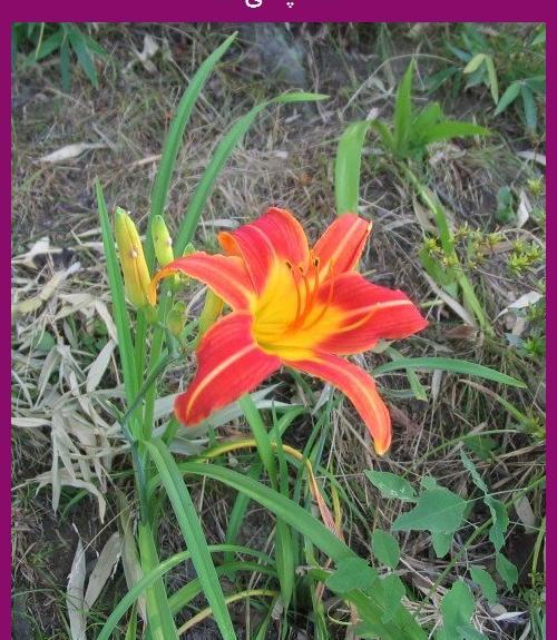 عکس گیاهان تک لپه ای