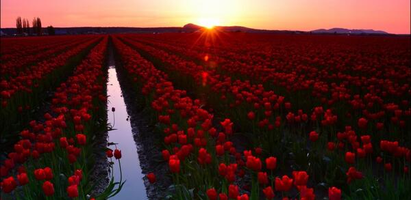 عکس منظره ی زیبای بهاری