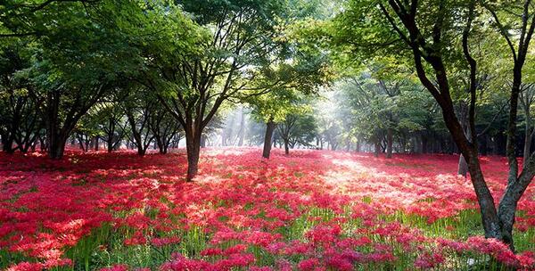 عکس منظره ی زیبای بهاری