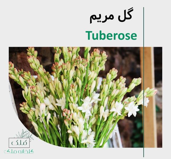 عکس گل مریم با اسم مریم