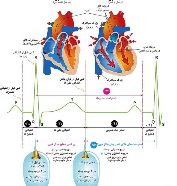 عکس چرخه ضربان قلب