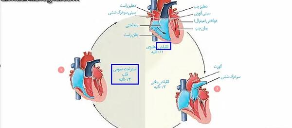 عکس چرخه ضربان قلب