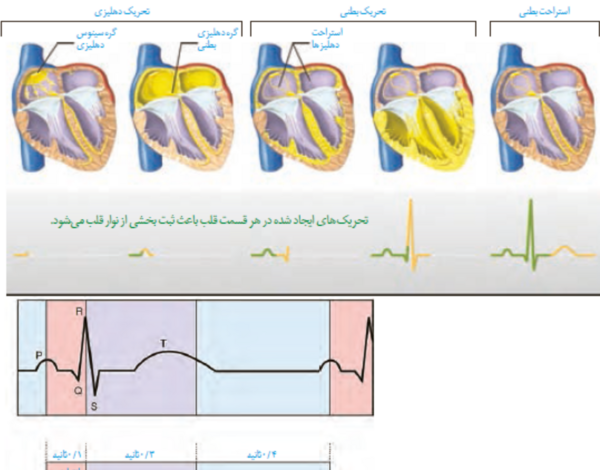 عکس چرخه ضربان قلب