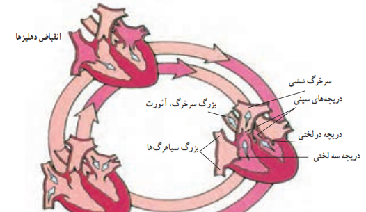 عکس چرخه ضربان قلب