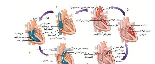 عکس چرخه ضربان قلب