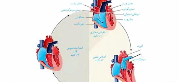 عکس چرخه ضربان قلب