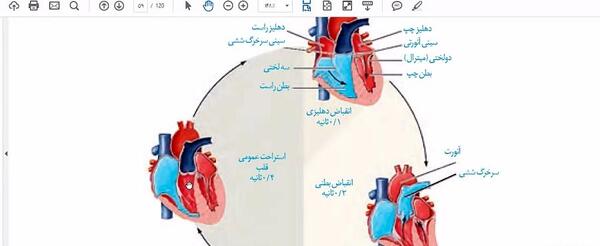 عکس چرخه ضربان قلب