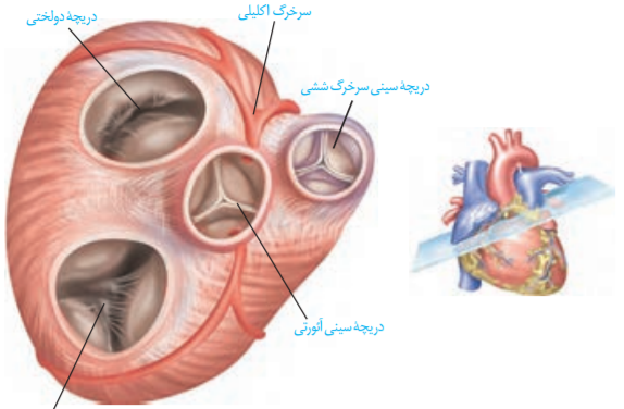 عکس چرخه ضربان قلب