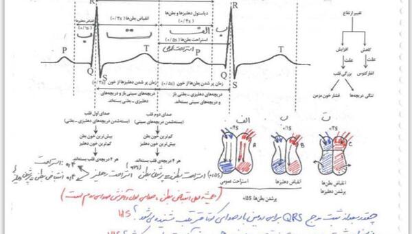 عکس چرخه ضربان قلب