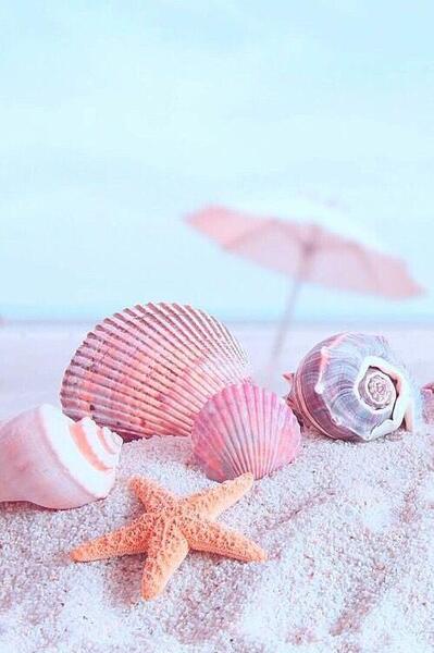 عکس صدف لب دریا