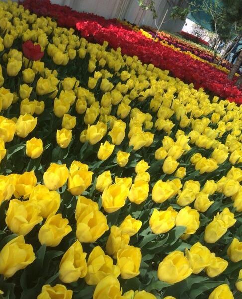 پروفایل عکس طبیعت بهاری با کیفیت بالا
