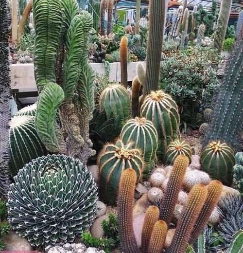 عکس گل های زیبای کاکتوس