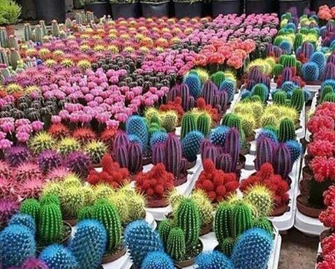 عکس گل های زیبای کاکتوس