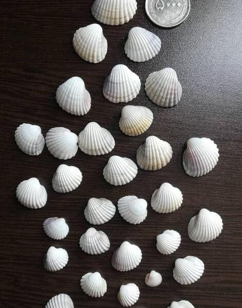 عکس صدف سفید