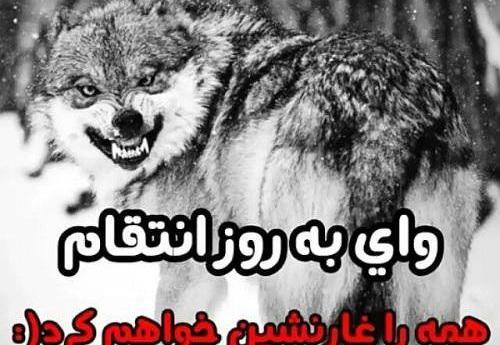 عکس تنهایی گرگ