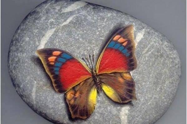 عکس پروانه روی سنگ