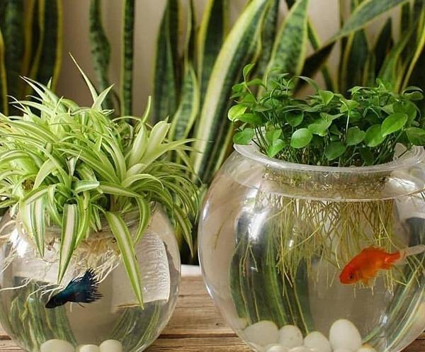 عکس سبزه و ماهی عید