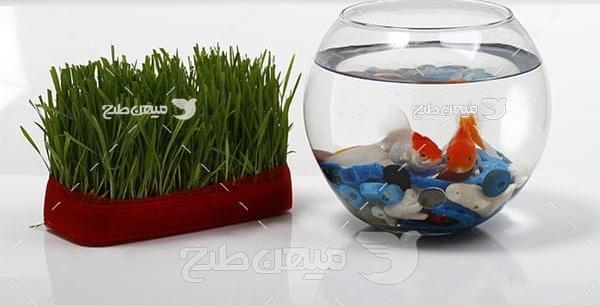 عکس سبزه و ماهی عید