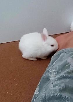 عکس خرگوش زشت