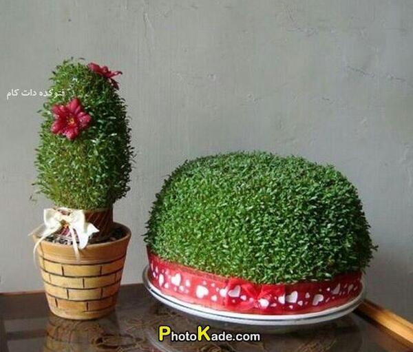 عکس سبزه شب عید