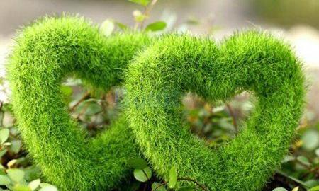 عکس سبزه شب عید