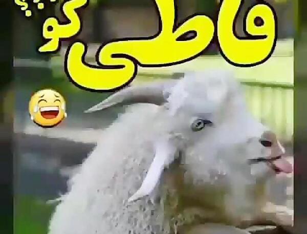 عکس های خنده دار فاطی