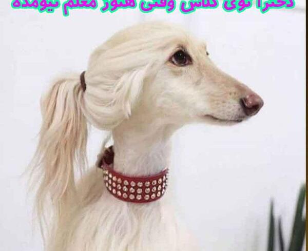 عکس های جالب خنده دار افغانی