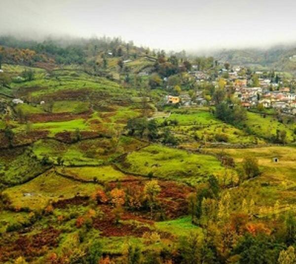 عکس فیل سنگی لاویج