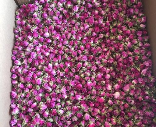 عکس گل محمدی لاله زار