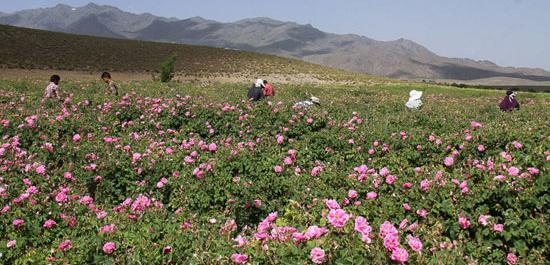 عکس گل محمدی لاله زار