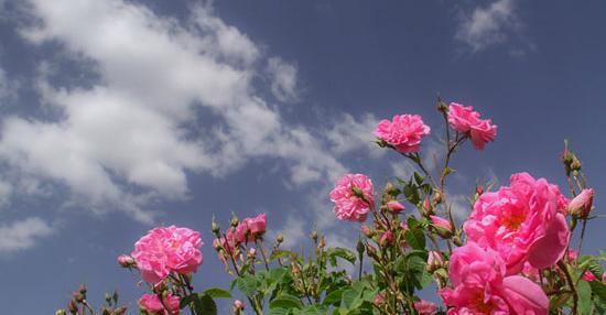 عکس گل محمدی لاله زار