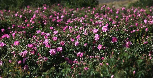 عکس گل محمدی لاله زار