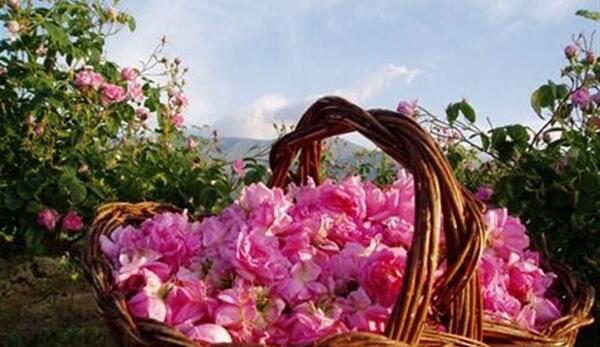 عکس گل محمدی لاله زار