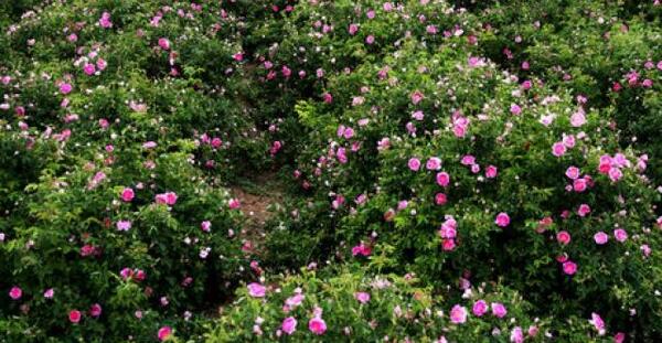 عکس گل محمدی لاله زار