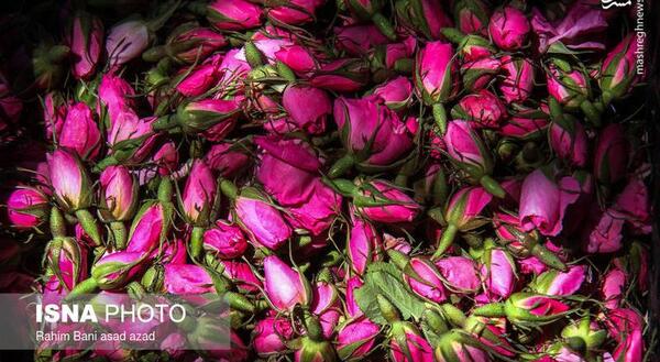 عکس گل محمدی لاله زار