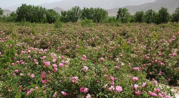 عکس گل محمدی لاله زار
