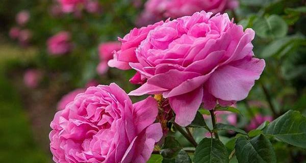 عکس گل محمدی لاله زار