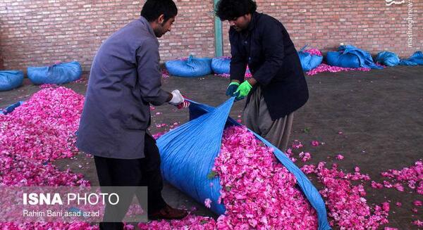 عکس گل محمدی لاله زار