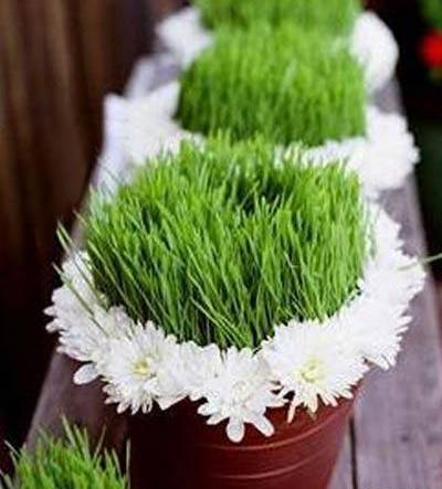 عکس سبزه تزیینی عید