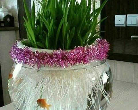 عکس سبزه تزیینی عید