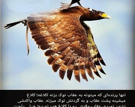 عکس استوری عقاب