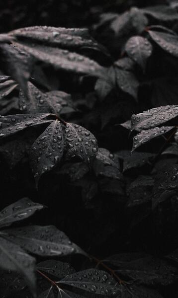 عکس مشکی والپیپر