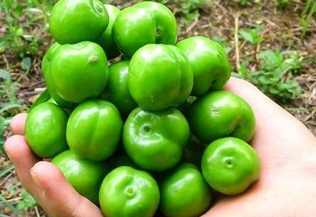 عکس طنز گوجه سبز