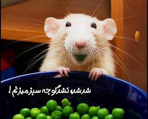 عکس طنز گوجه سبز