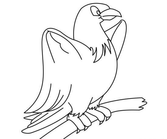 عکس عقاب برای نقاشی