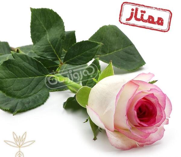 عکس گل رز لب صورتی